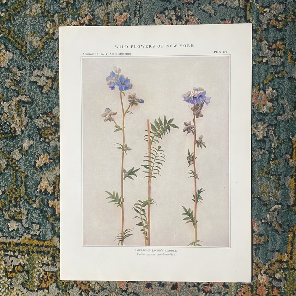 🖤 5/$25🖤 Antique Botanical Plant Print Original Jacobs ladder